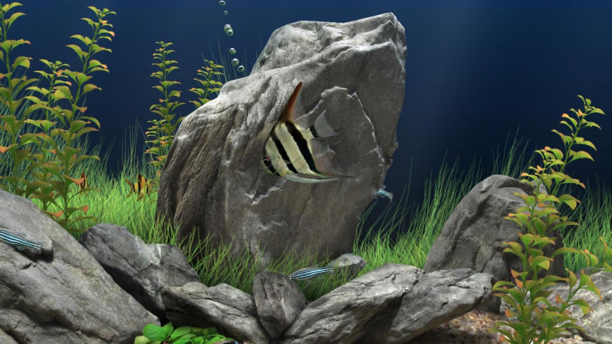 aquarium, fish, water, crab, seaweed