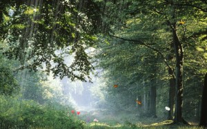 nature, landscape, summer, butterflies, grass