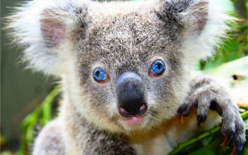 коала, животные, природа