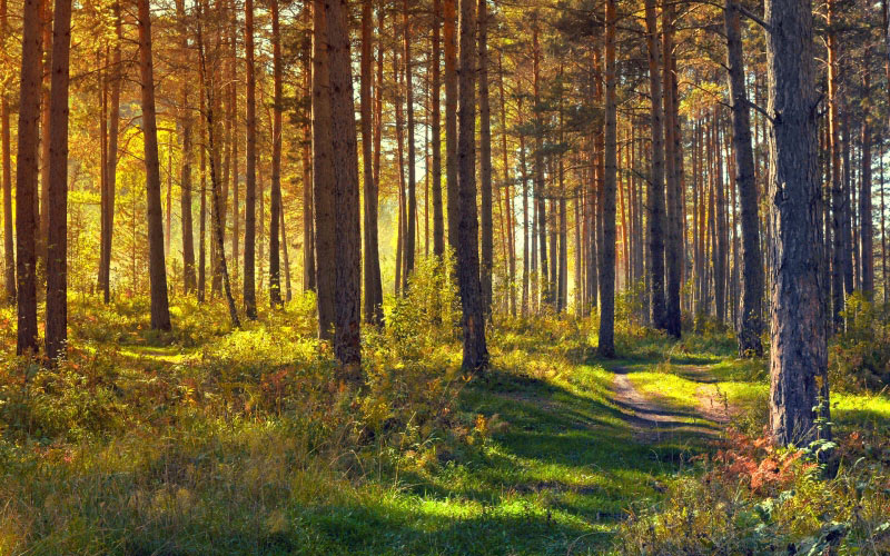 лес, сентябрь, пейзаж, природа, осень, деревья