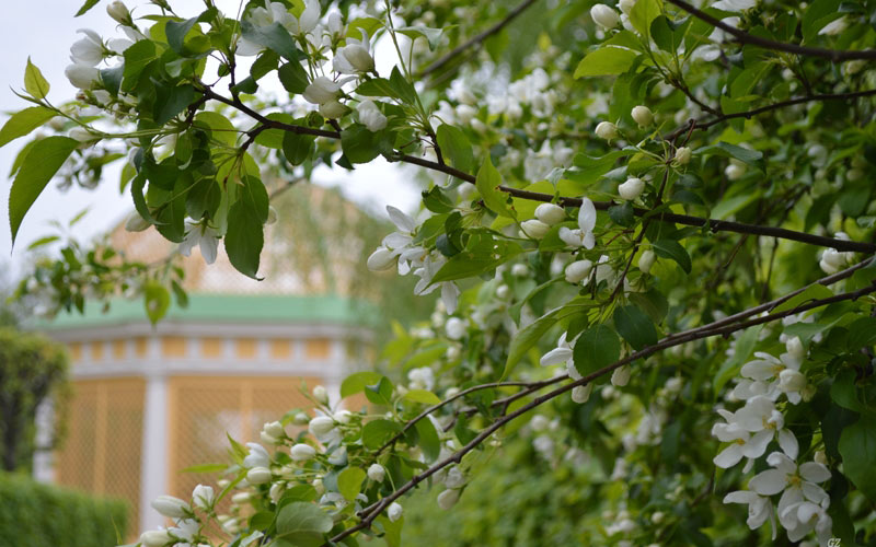 деревья, кусково, парк, пейзаж, природа
