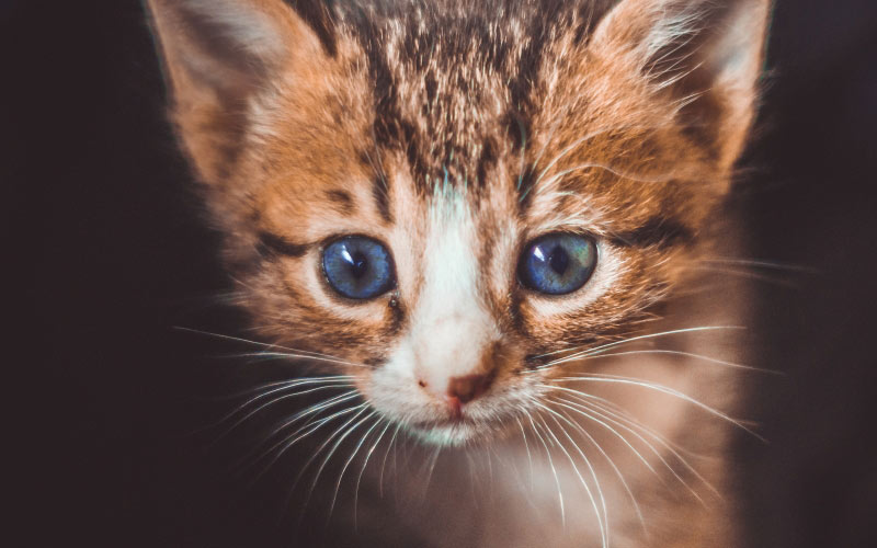котёнок, кот, кошка, животные