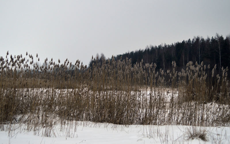 берег, зима, камыш, пейзаж, снег, февраль