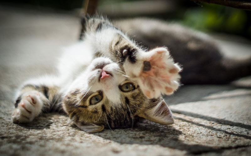 котёнок, кот, кошка, животные