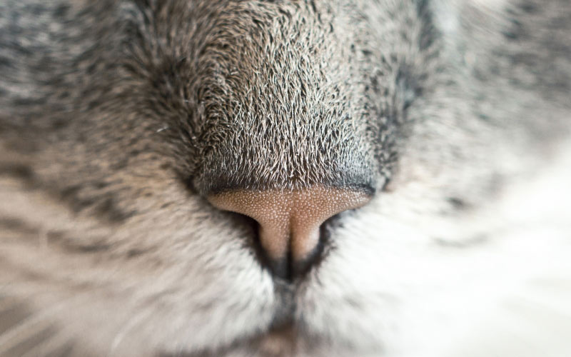 кошка, кот, нос, кошачий, животные, домашнее животное, морда