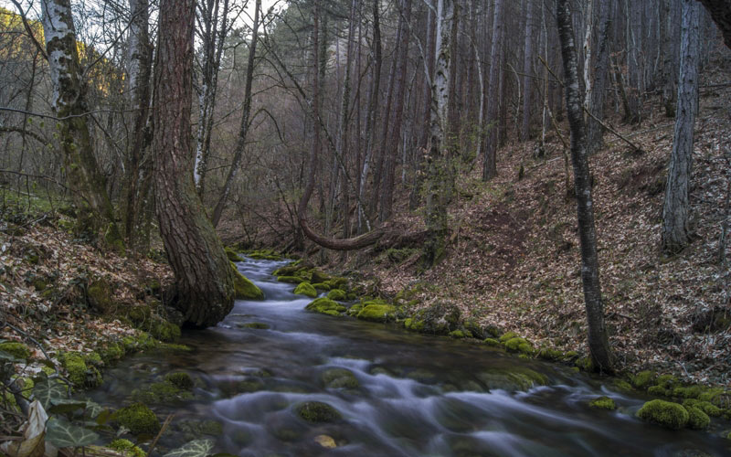 лес, мох, река, ручей, камни