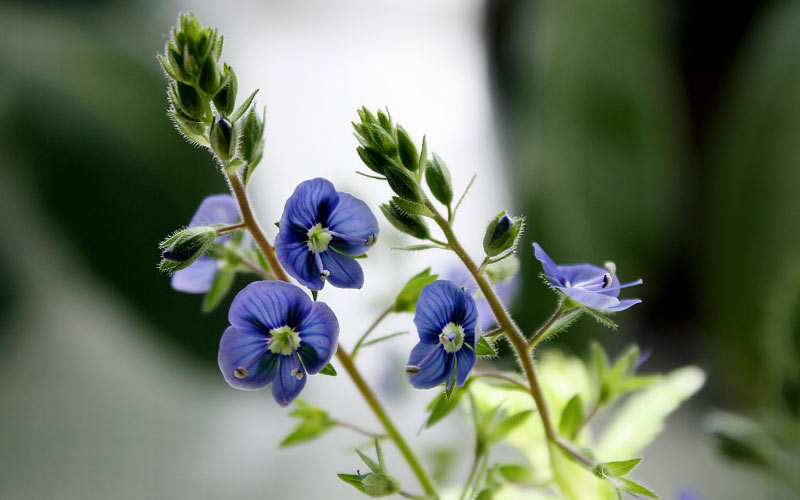 spring, may, garden, little blue, flora, flowers, nature