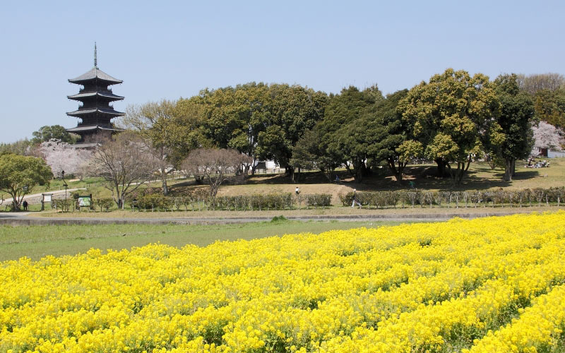 okayama, rape blossoms, Japan, temple, landscape, spring