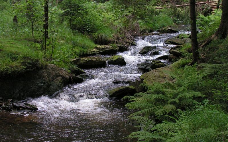 forest, nature, creek, summer