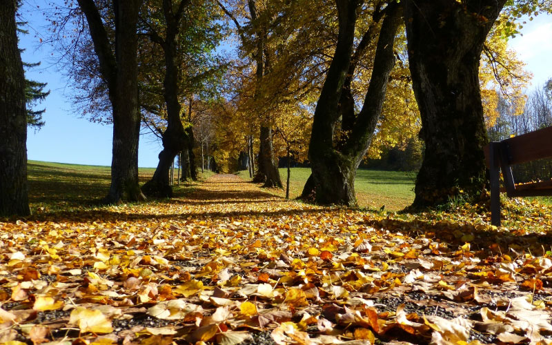 autumn, leaves, trees, colorful, park, nature