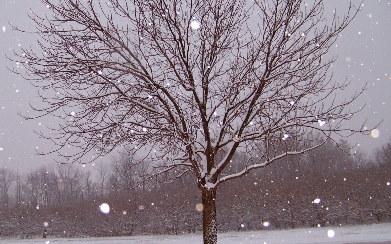 snow, tree, christmas, xmas, snowfall, december, ice, landscape, frozen, frosty, january, february, storm