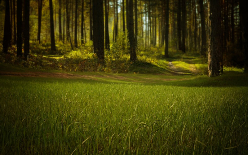 forest, nature, trees, grass, mystical, summer, woods