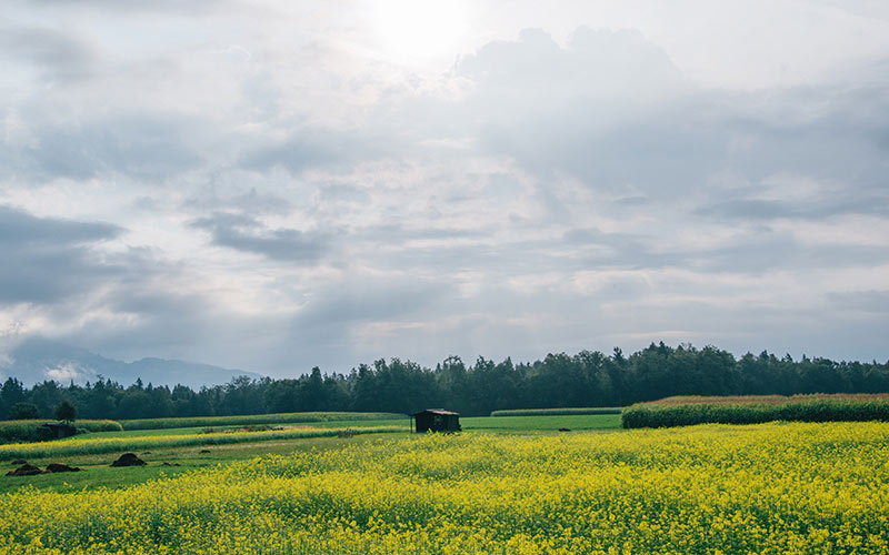 countryside, crop, farm, field, grass, landscape, meadow, nature, rural, sky, summer, trees, kranj, slovenia