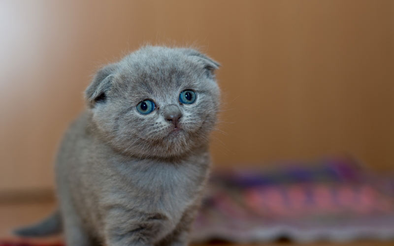 очаровательный, животное, кошка, милый, пушистый, кот, котенок, маленький, домашнее животное, портрет