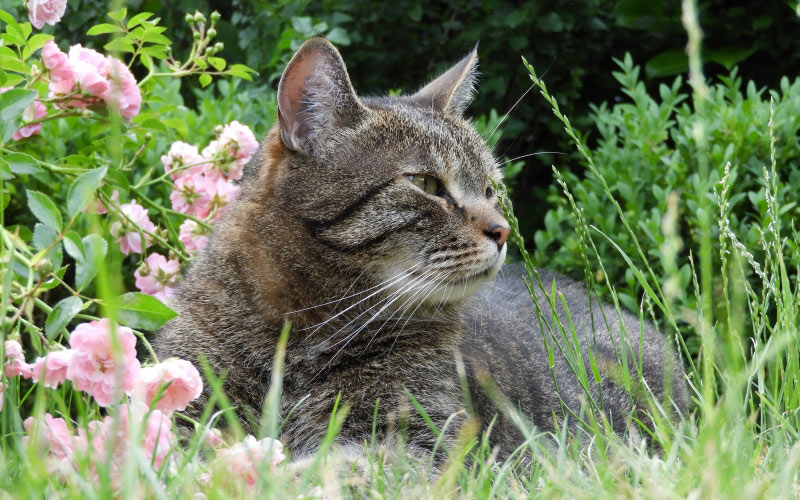 кот, сад, домашнее животное, кошка, лето, природа, трава, животное