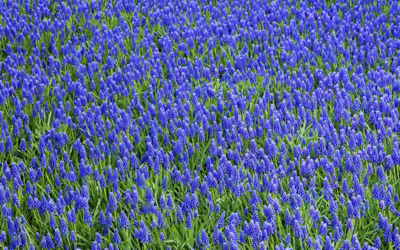 bloom, blossom, blue, colorful, background, flowers, green, grape, hyacinth, nature, purple, spring, vibrant