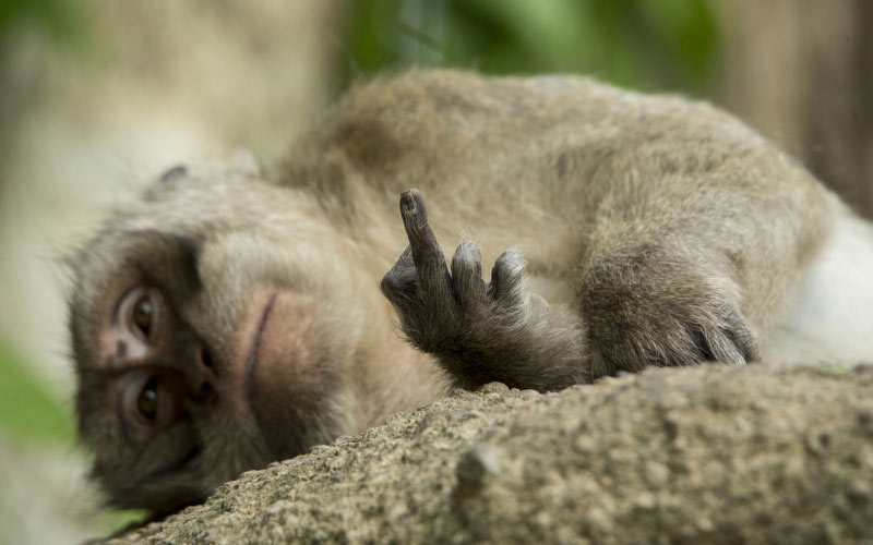 macaque, middle finger, monkey, animal, baluran national park,