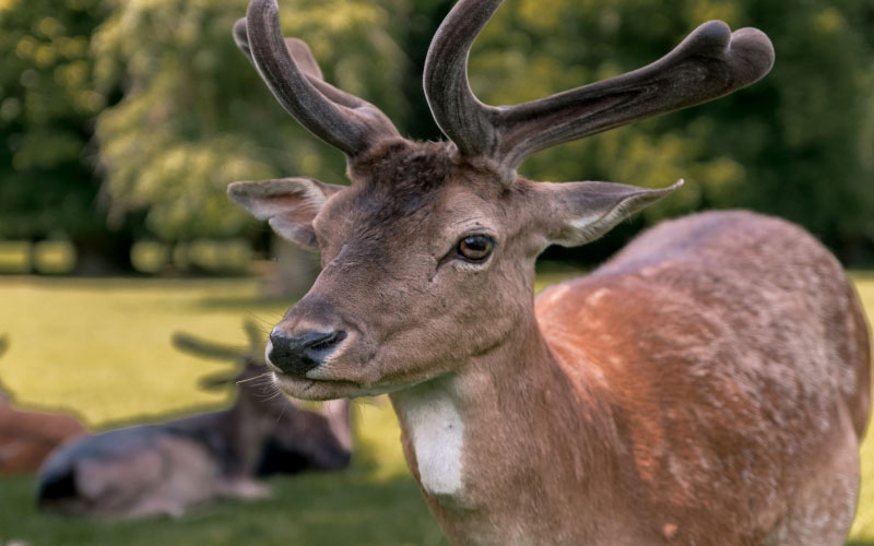 beautiful, portrait, deer, forest, animal, wildlife, wild, nature, face