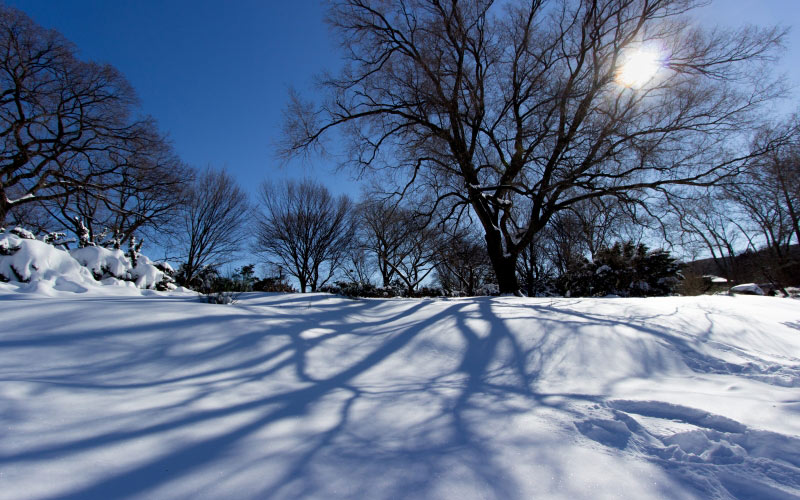 cold, snow, wood, landscape, frost, frosty, frozen, morning, daytime, winter, landscape, nature