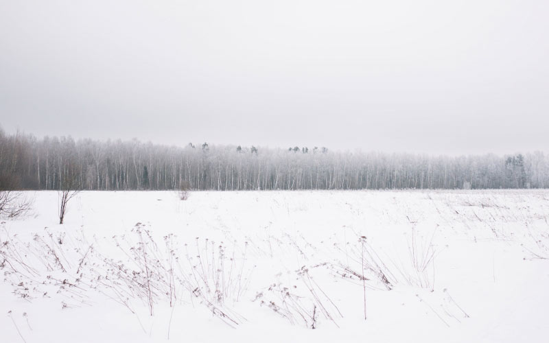 лес, природа, снег, деревья, зима, пейзаж, сезон, поле