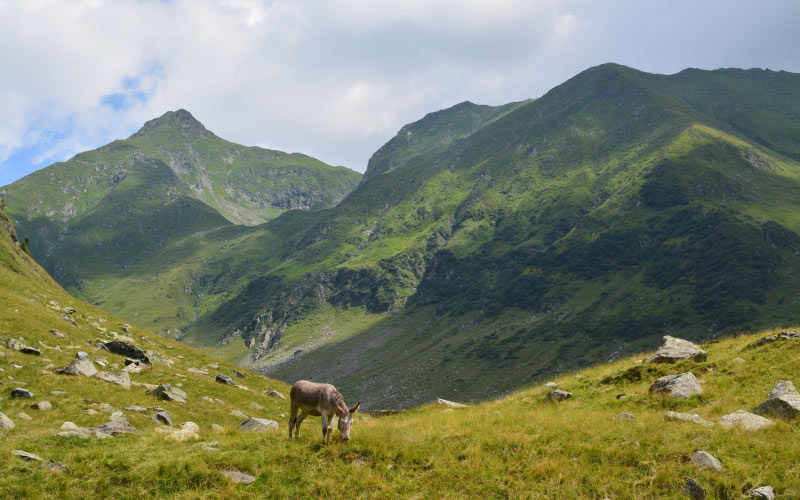 осел, горы, пейзаж, трава, природа, животное, облака