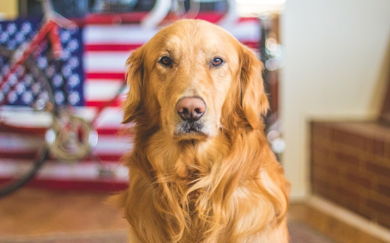 dogs, animals, pet, portrait