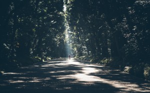 деревья, природа, лес, ветви, прогулка, свет, солнечный свет, утро, листья, человек, мужчина, люди