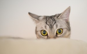 домашние животные, домашнее животное, питомец, питомцы, животные, животное, кошки, кошка, кот, глаза, уши, взгляд, наблюдение
