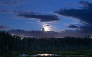 болото, деревья, пейзаж, ночь, кусты, лес, облака, луна, лунный свет, небо