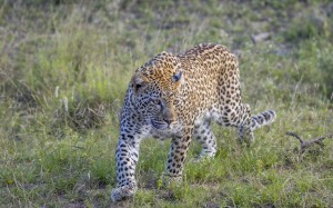 leopard, panthera pardus pardus, kruger national park, south africa, africa, nature, animals