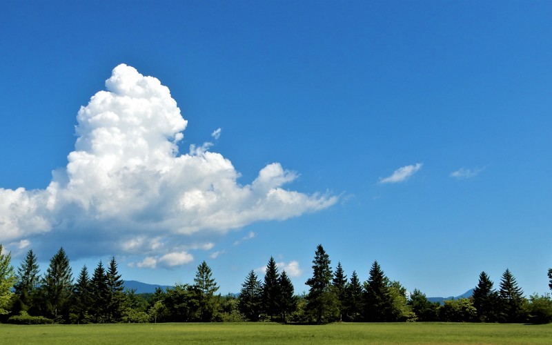 summer, park, sendai, nature, landscape, trees, park, sky, blue sky, clouds, scrub